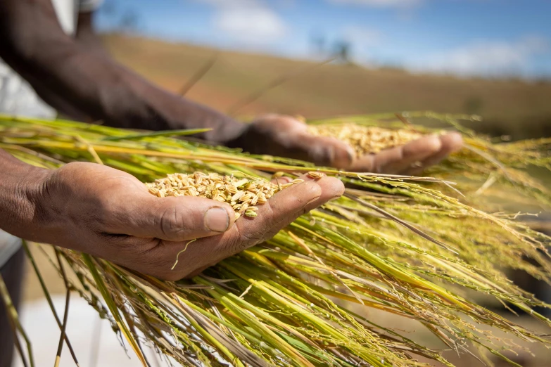 a man is holding some wheat and looking at it