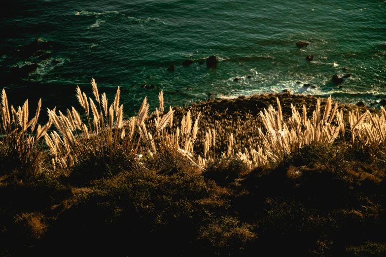 some brush and water by some rocks and some water