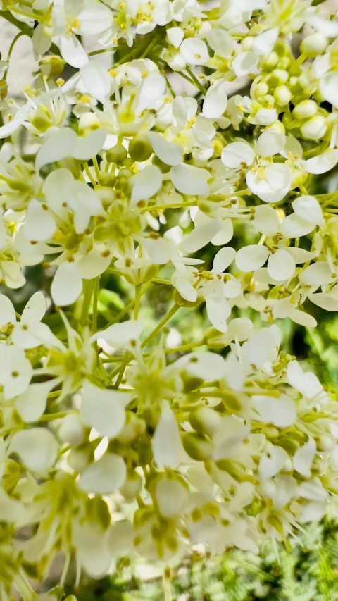 small white flowers growing out of the ground