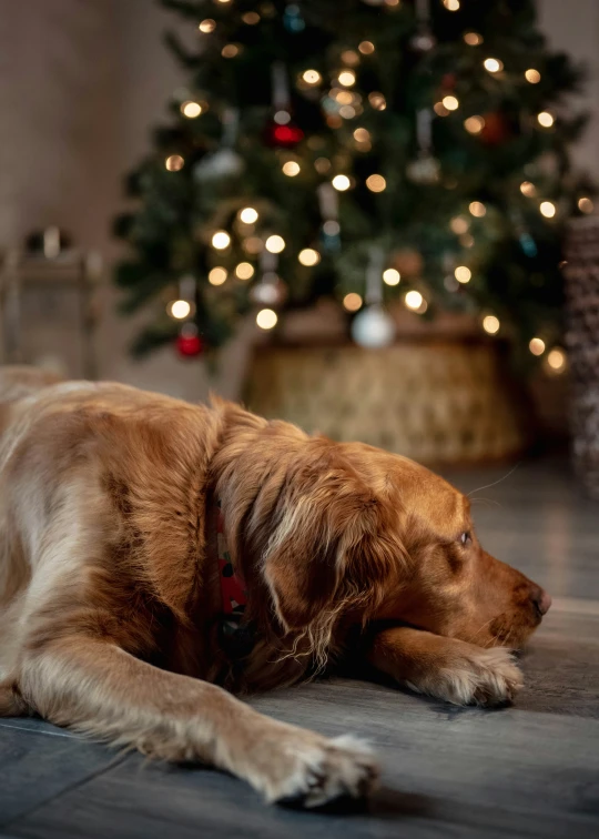 a dog that is laying down in front of a christmas tree