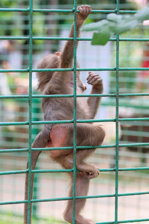 an adult baboon climbing on a wire fence