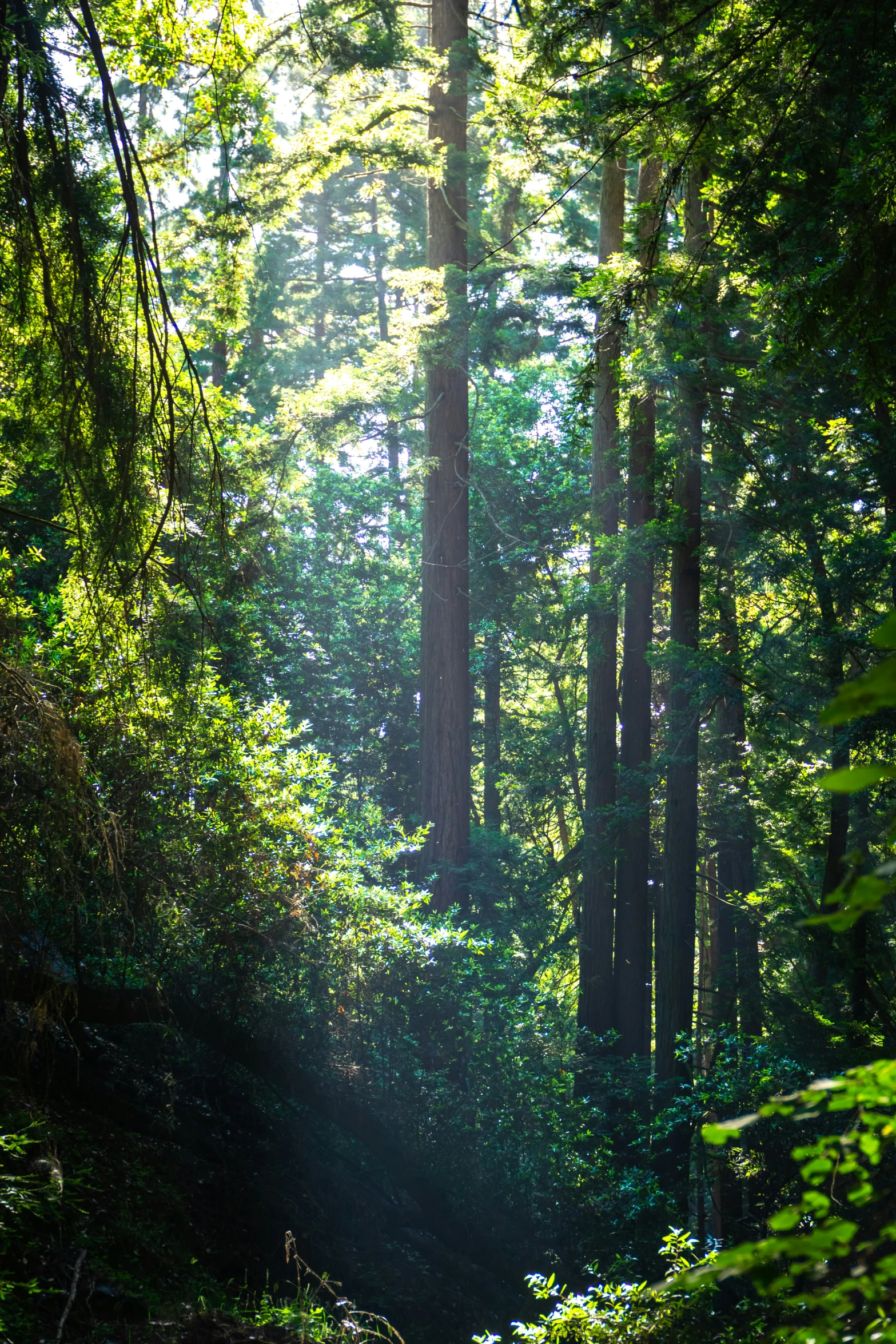 the light is shining in the dark green trees