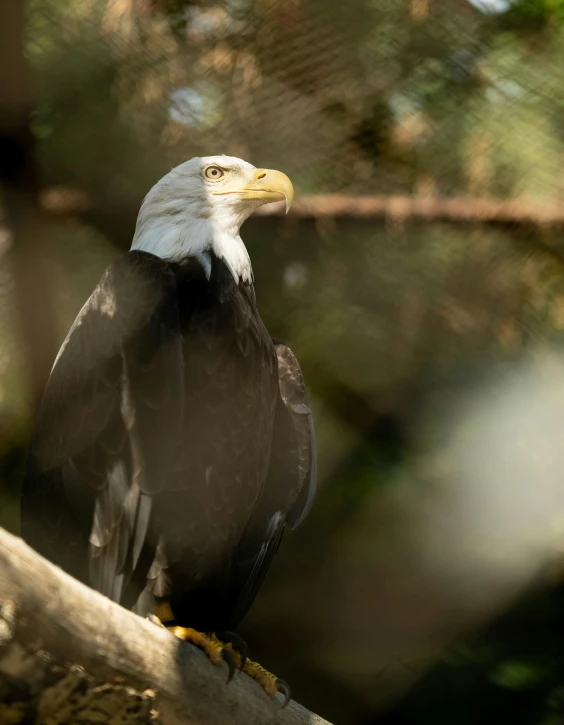 an eagle is perched on a tree nch