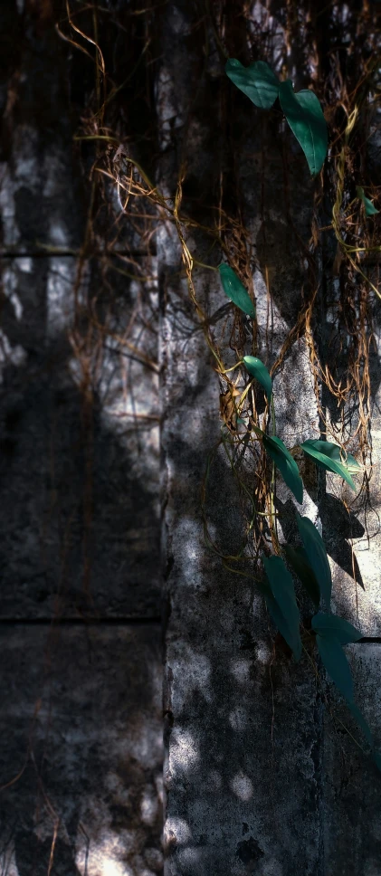 a closeup po of a leaf on a tree in the sun