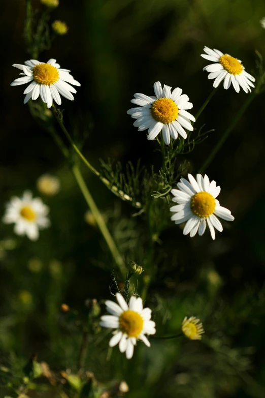 small, white daisies blooming in a green field