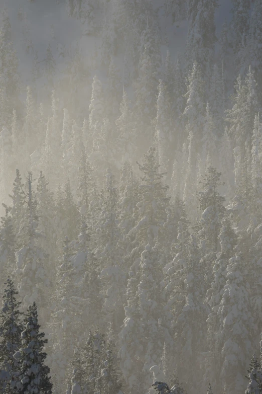 this is a foggy forest in the day