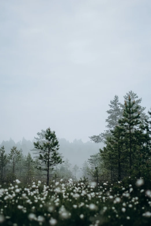 trees and daisies in a clearing with a foggy sky