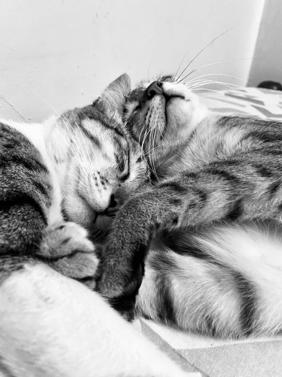 a cat rubbing up on its front paws with it's head on top of another cat's back