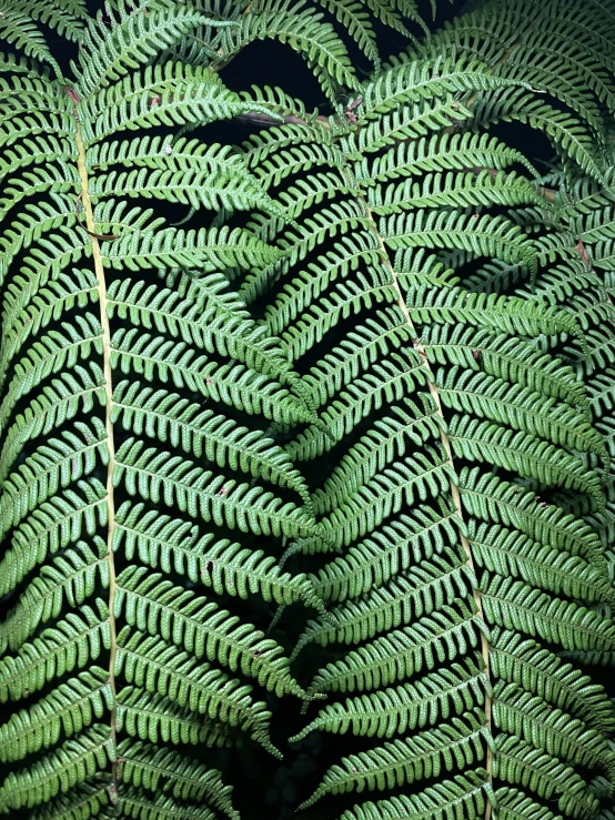 several large green leaves on top of each other