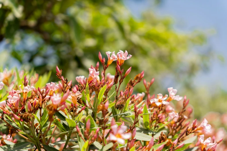 a plant with pink flowers and green leaves