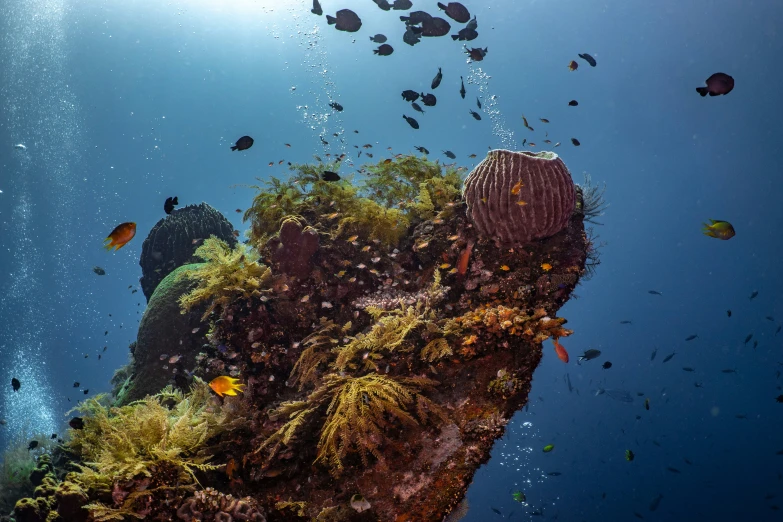 a underwater scene with several fish, plants and coral