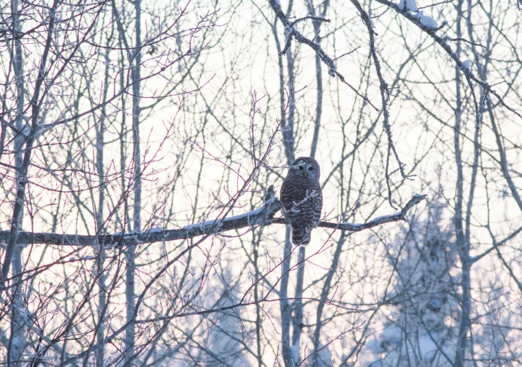 a bird perched on the nch of a tree