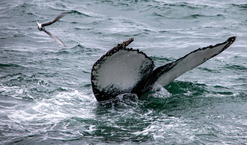 a whale has its tail flugging out of the water