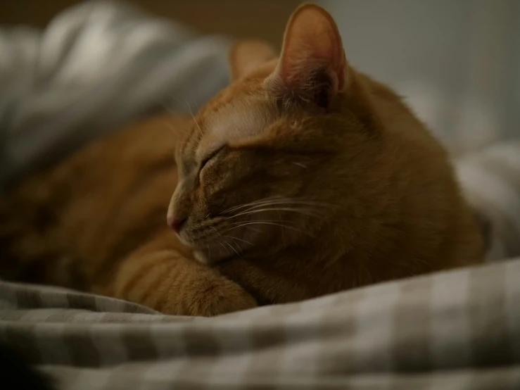 an orange cat sleeping on top of a bed next to a light