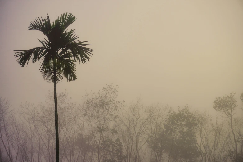 a single palm tree against an overcast sky