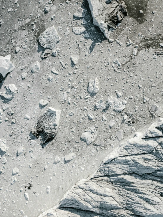 a bird standing on a large patch of snow