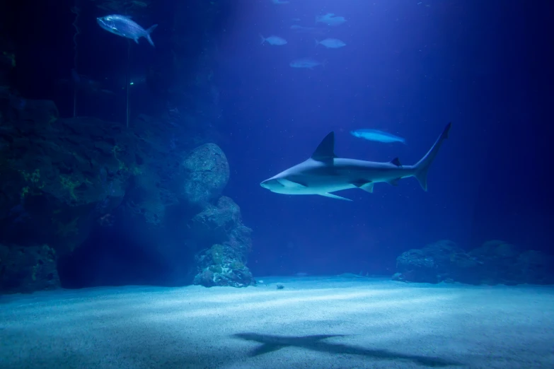 a large shark swimming in an aquarium filled with fish