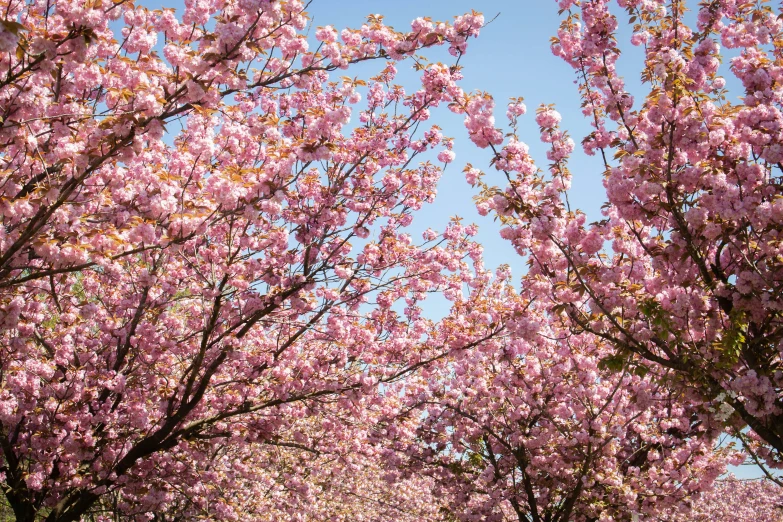 an image of a lot of trees that are blooming