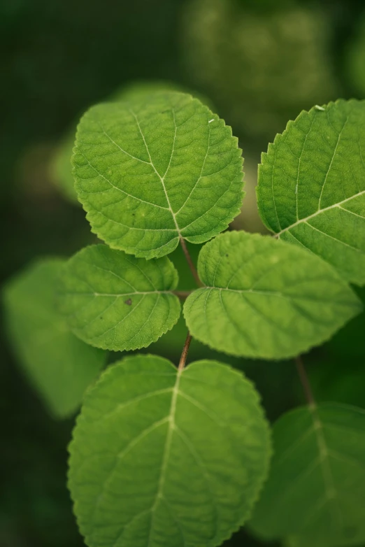 the green leaves of the tree are all green