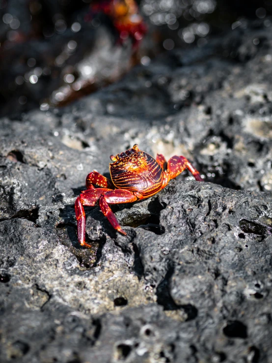 a spider is crawling through a rock