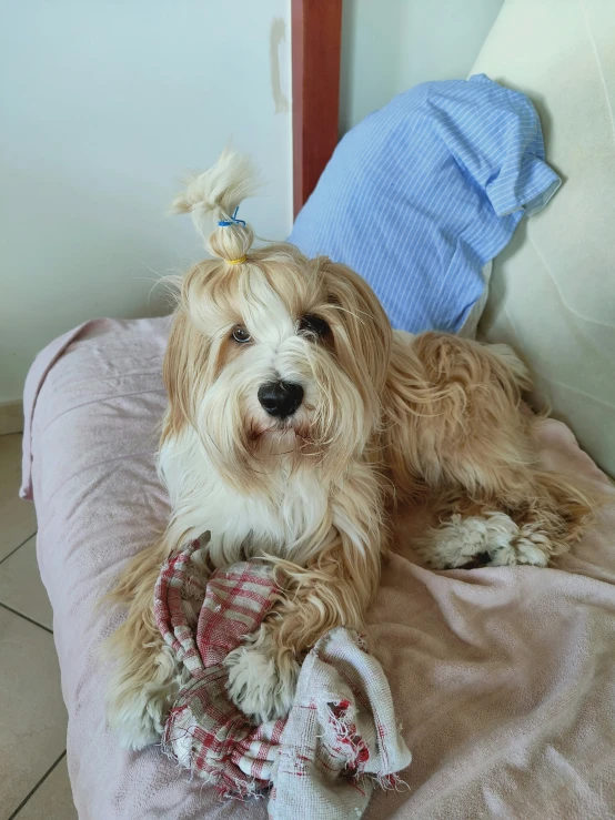 a fluffy, tan, white dog is sitting on a pillow on the floor