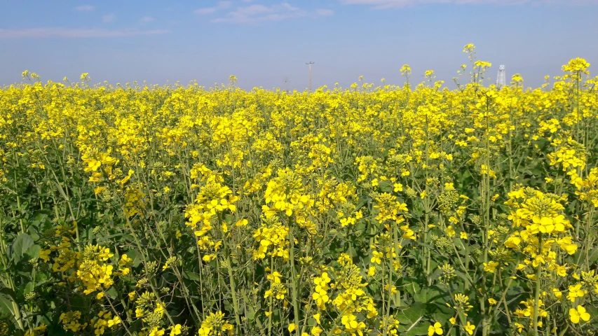 many yellow flowers in a field with power poles