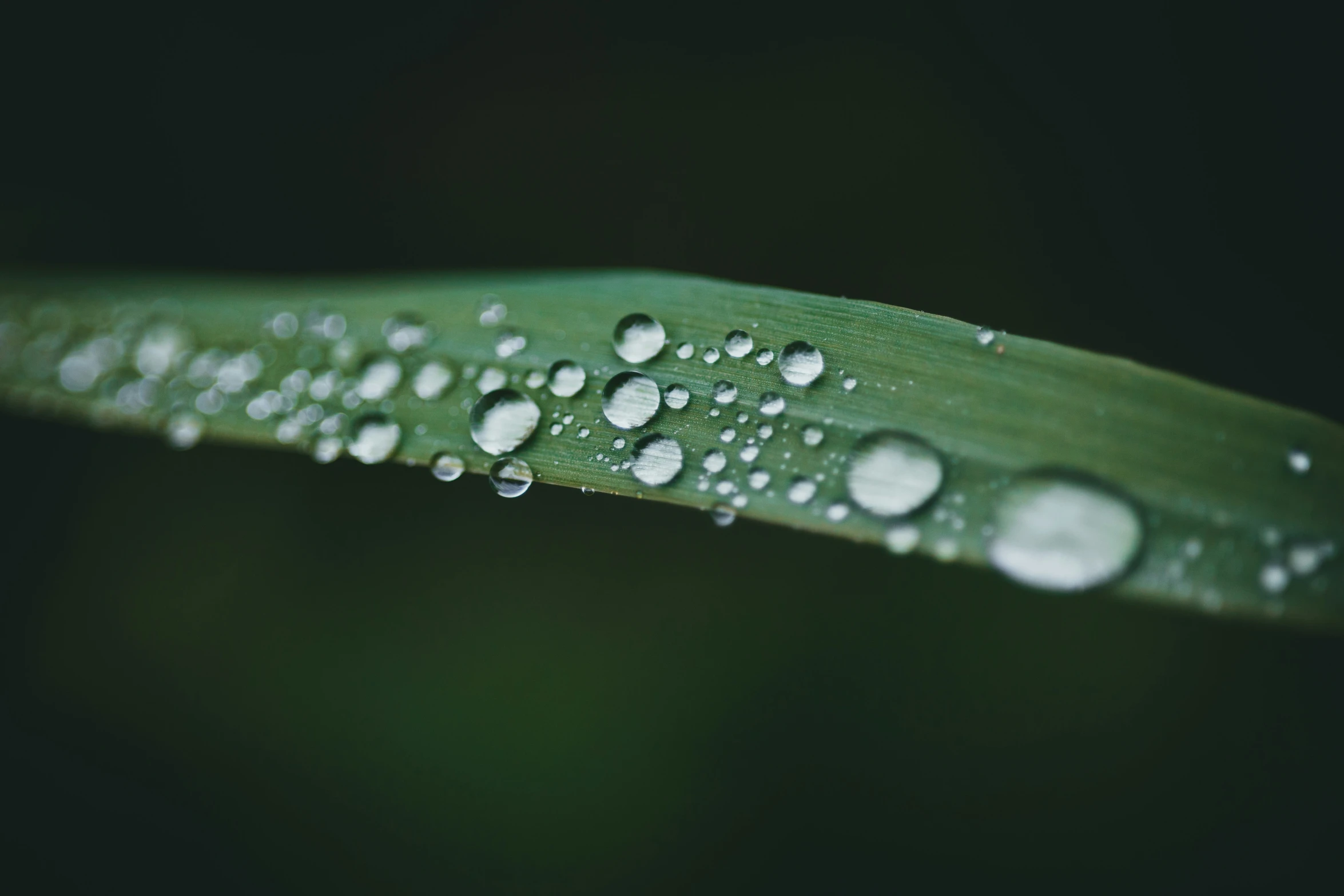 the water droplets are covering the leaf in a drop of dew