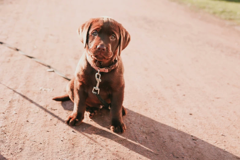 a small brown dog sitting on a dirt road