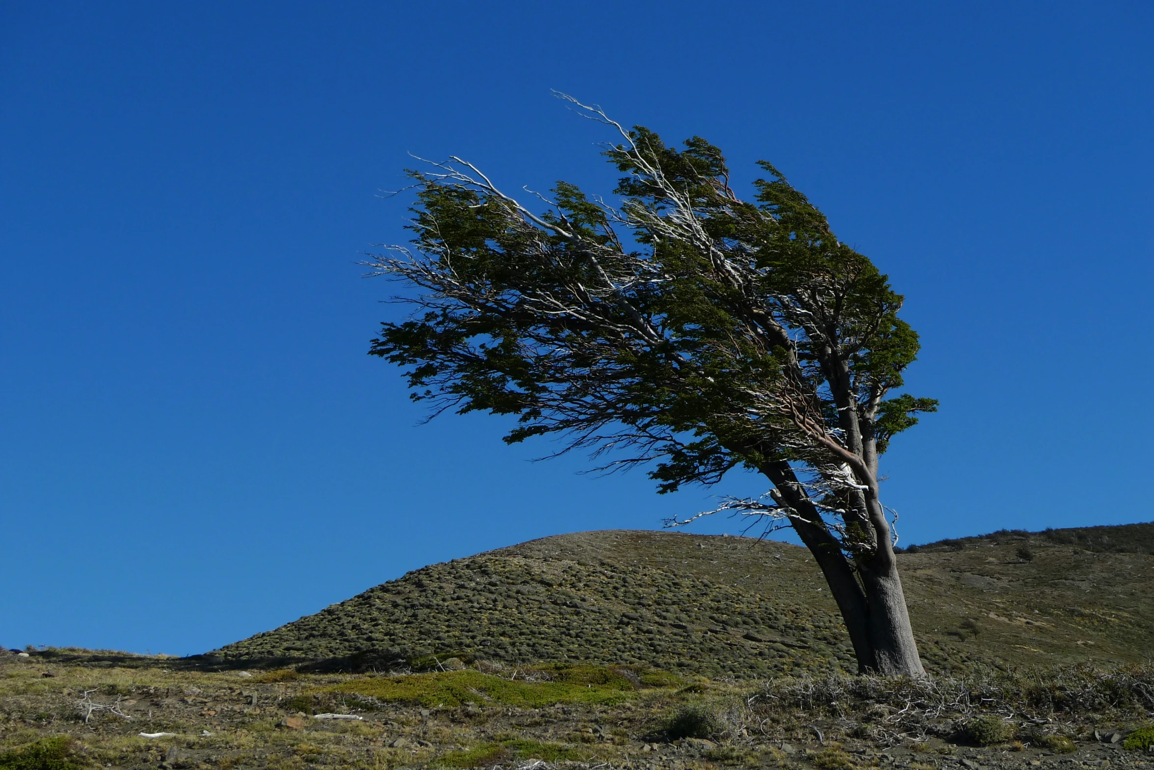 an image of a single tree that is on the top of a hill