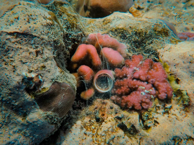 a large group of corals are sitting on rocks