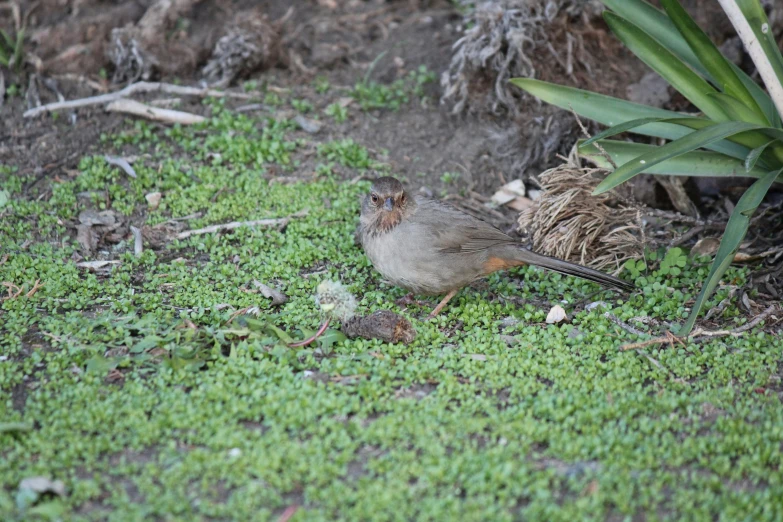 the bird is resting in the green grass