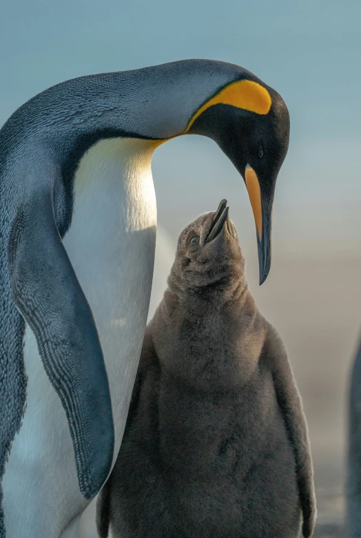 a bird with its head inside the beak