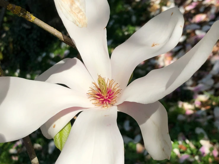 a white flower with yellow and pink center