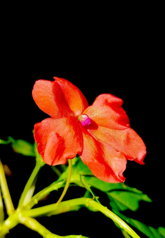 an image of a red flower in the middle