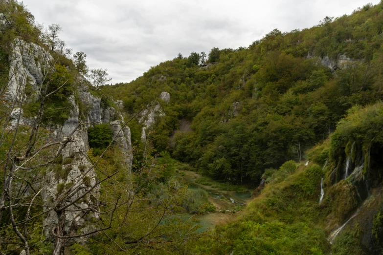 a scenic s of a mountain side, with small stream running through the trees