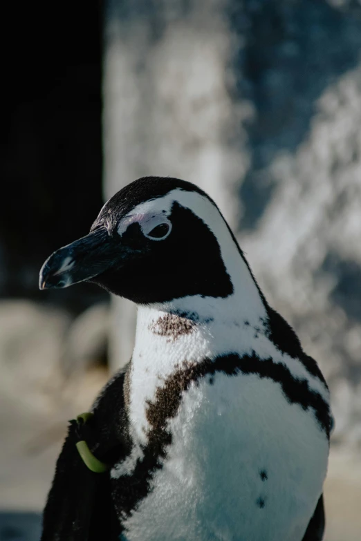 a penguin with black and white feathers, is standing on the pavement