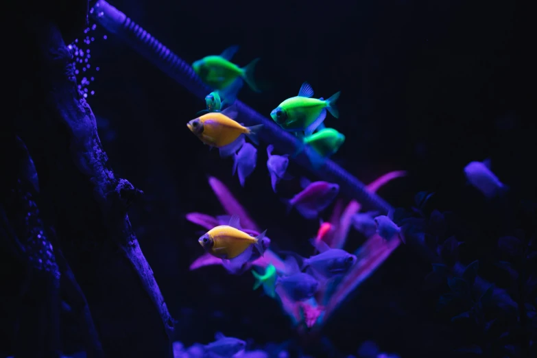 small neon colored fish in a dark blue aquarium