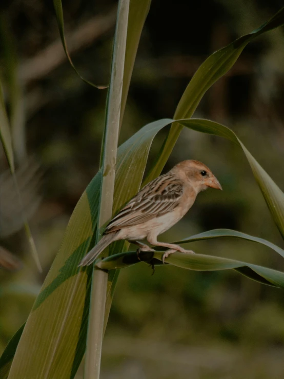 a bird is perched on a long green nch