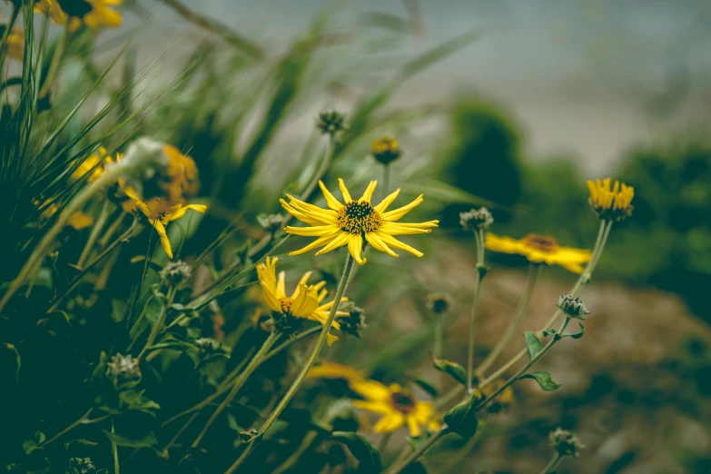 a wild flower is surrounded by yellow flowers