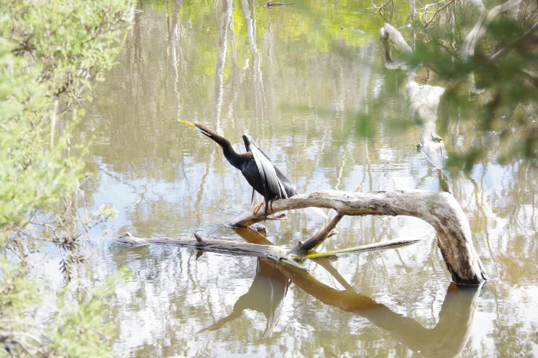 an ostrich perches on a tree nch over the water