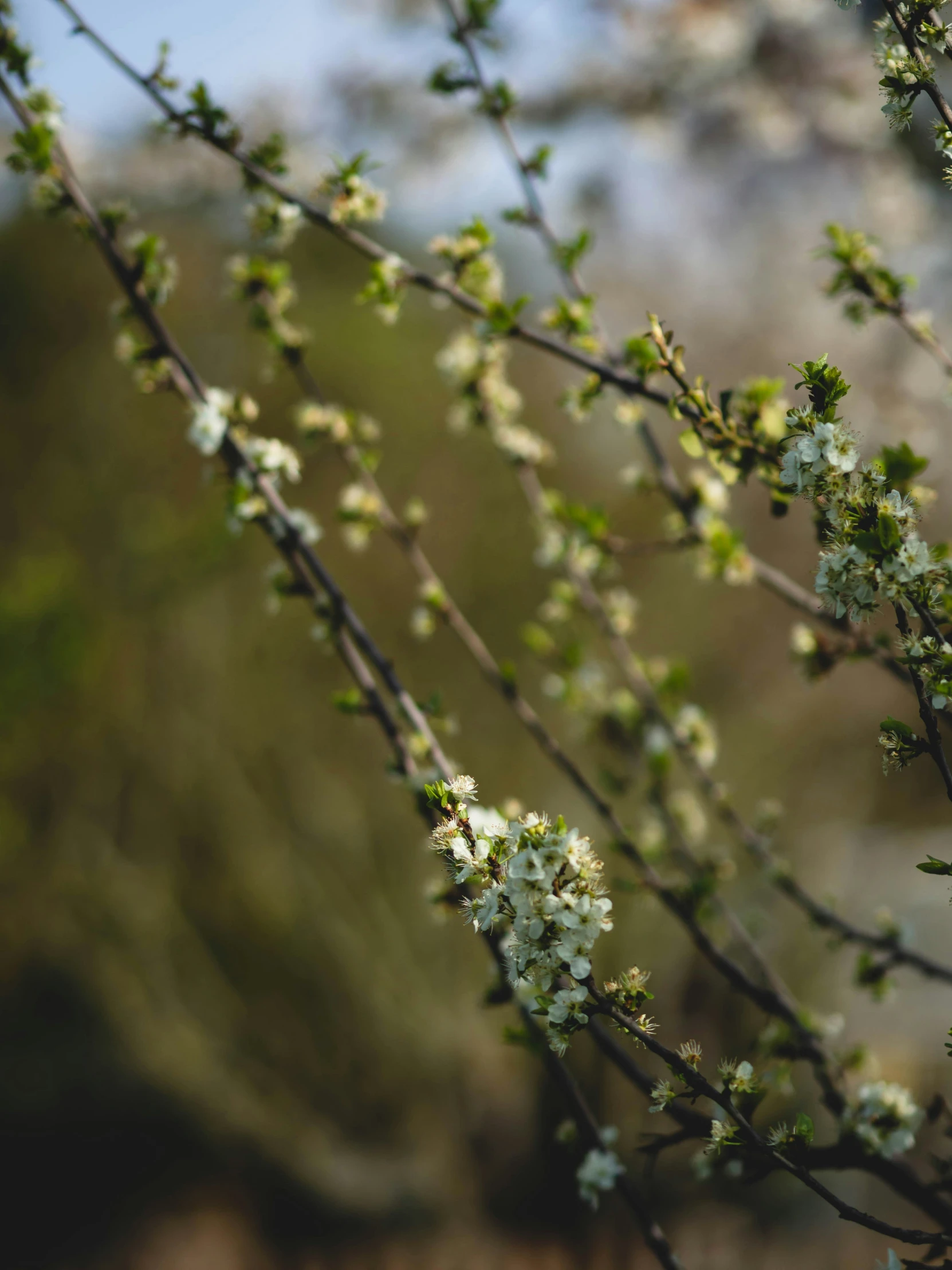 a nch of flowering tree with white flowers