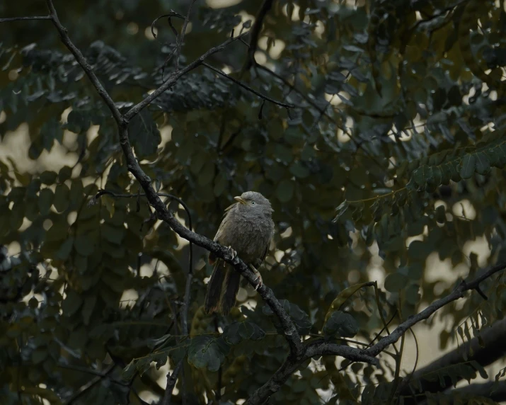 a bird sits on top of a nch on a tree