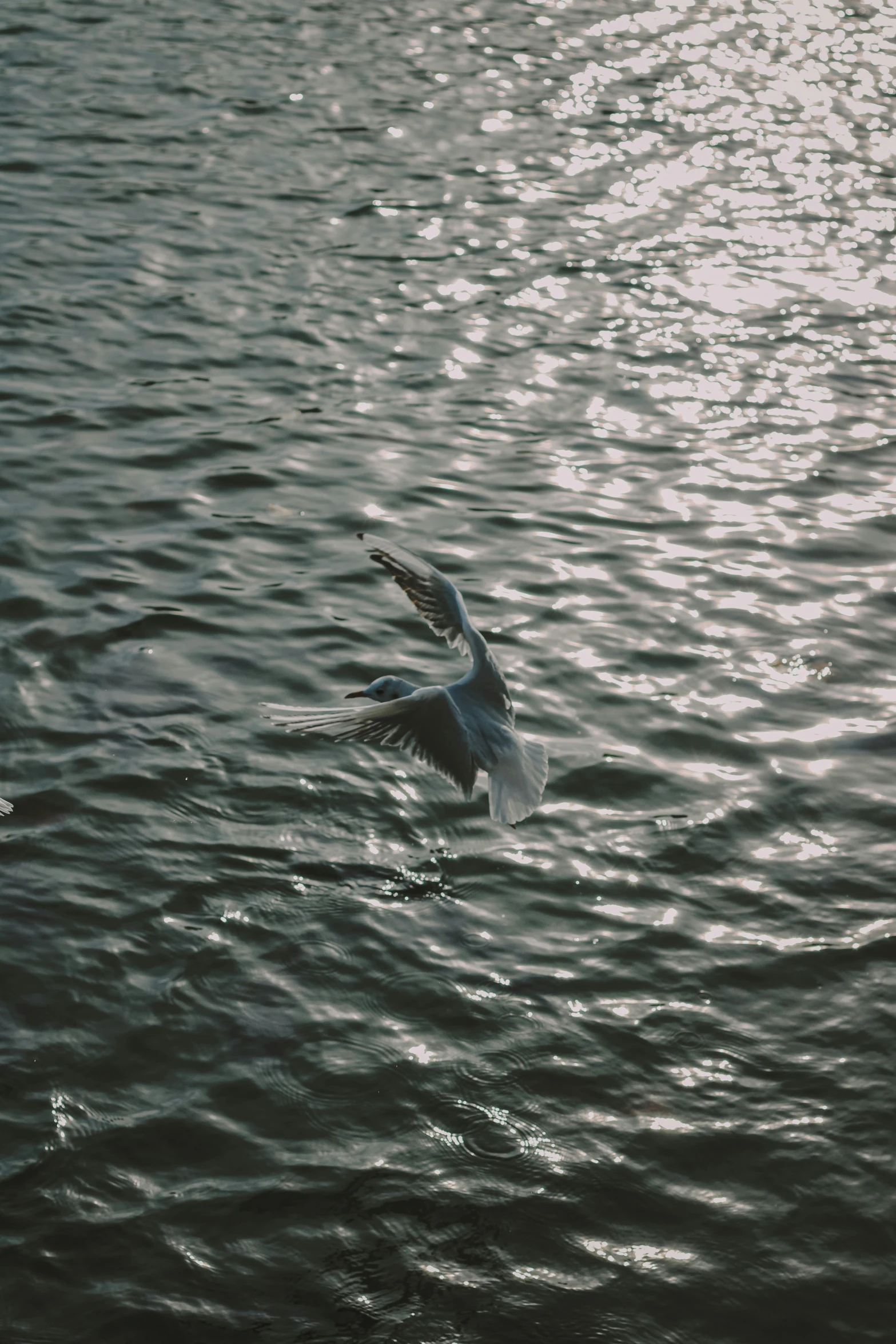 the seagull is flying low over the water