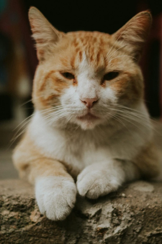 an orange and white cat sitting on the ground