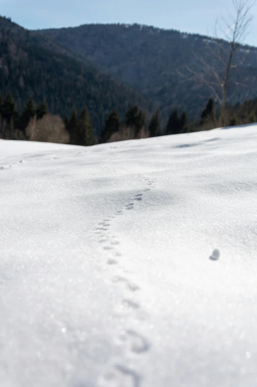 two footprints in the snow with trees in background