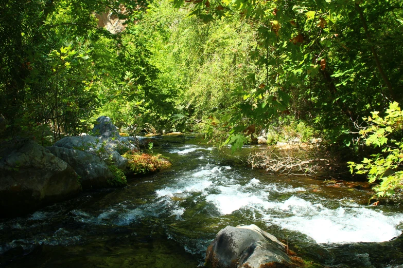 stream in the middle of a wooded area