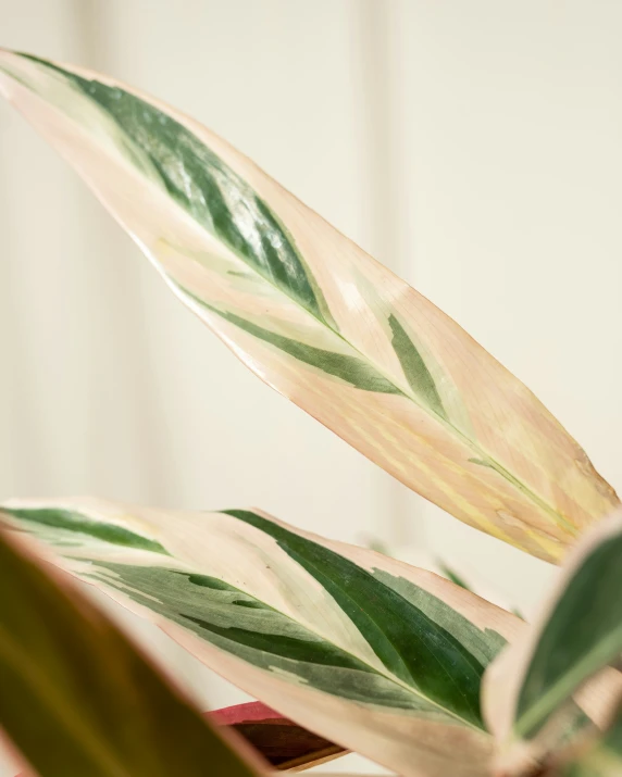 the underside of a green leafy plant on a white background