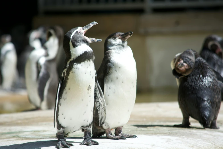 several penguins with different colored plumage stand next to each other