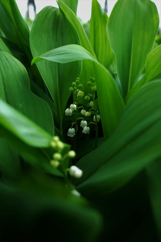 a plant is starting to flower in the sun