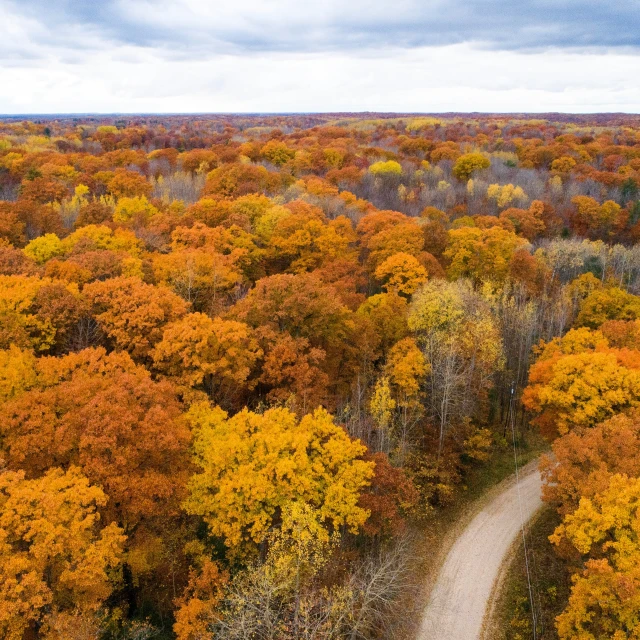 a road passing through a golden and green forest